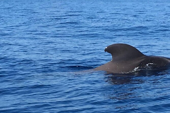 SEA Safari. to Masca, Dolphins, Whales, 3h Speedboat - Booking Confirmation