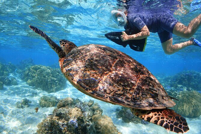 Sea Scooter Jet snorkeling "Moorea Reef Adventure" - Who Is This Tour Best Suited For?