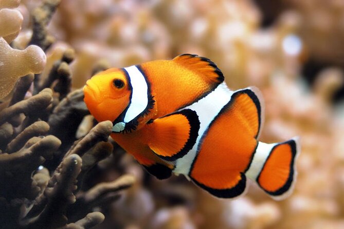 Sea Scope Semi Submarine Sea Trip & Diver Show With Transfer - Marsa Alam - Transportation and Accessibility
