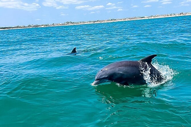 Sea Screamer Cruise - 2 Hour Dolphin Watch Tour in South Carolina - Mixed Experiences