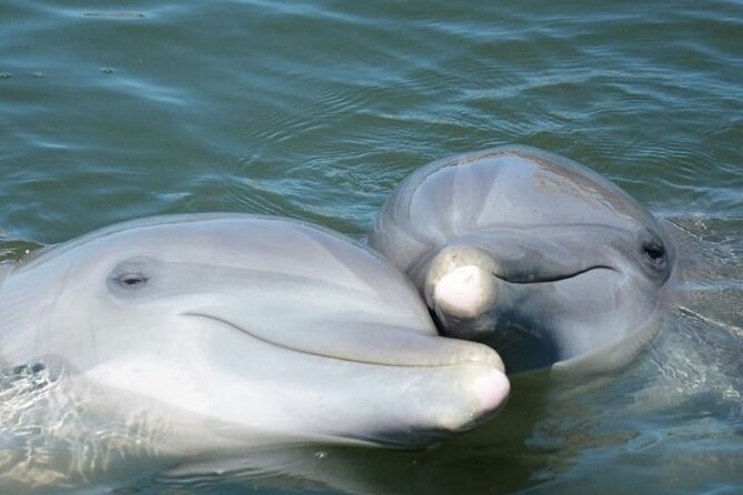 Sea Thunder Cruise-2 Hour Tour Surrounded by Dolphins in S.C - Highlights of the Dolphin Tour