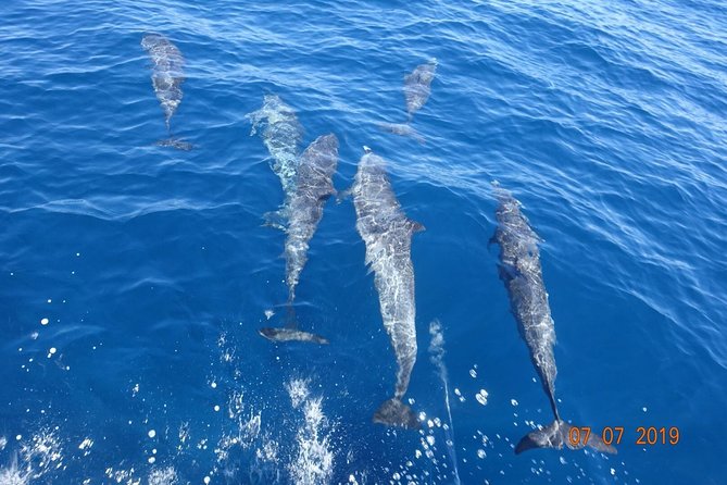 Sea Trip and Observation of Cetaceans, Dolphins in Small Groups - Snacks and Refreshments