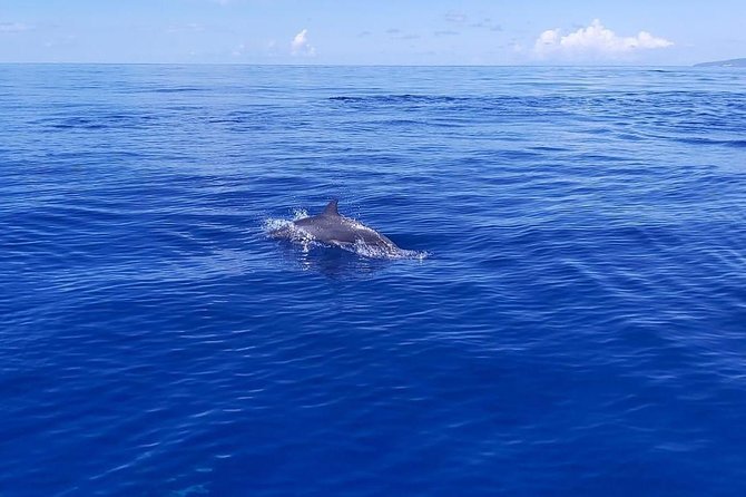 Sea Trip and Observation of Cetaceans, Dolphins in Small Groups - Operator Information