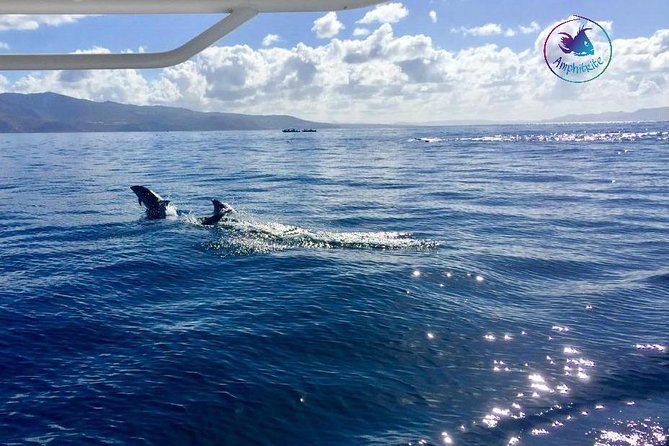 Sea Trip and Observation of Cetaceans, Dolphins in Small Groups - Review Highlights