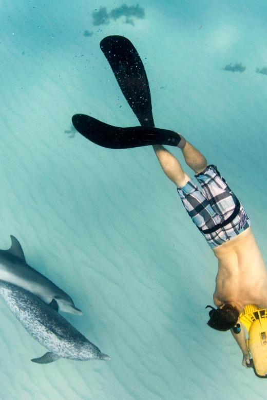 Sea Turtle Jet Snorkeling With Videos - Jet Snorkeling Adventure