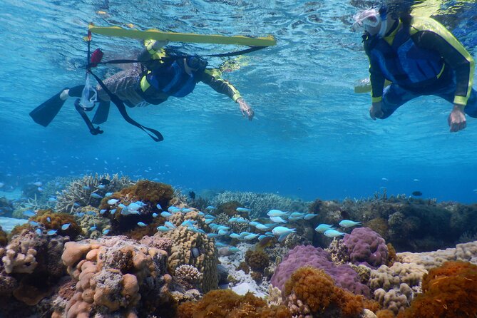 Sea Turtle Snorkel at Kerama Islands and Zamami Island - Included Equipment and Amenities