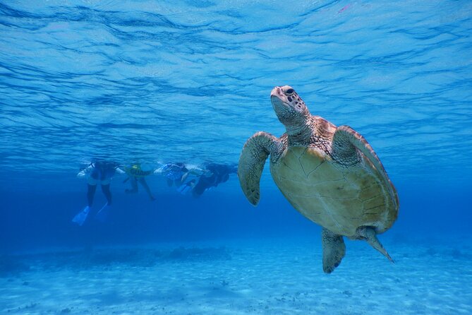 Sea Turtle Snorkel at Kerama Islands and Zamami Island - Meeting Point Details