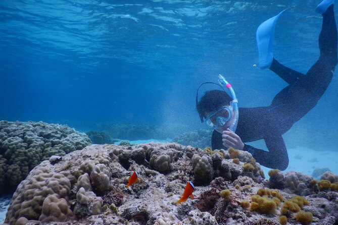 Sea Turtle Snorkel at Kerama Islands and Zamami Island - Confirmation and Availability
