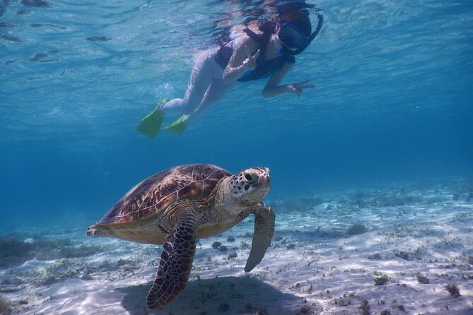 Sea Turtle Snorkel at Kerama Islands and Zamami Island - Accessibility and Restrictions