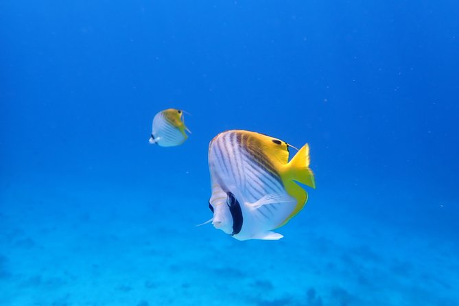 Sea Turtle Snorkel at Kerama Islands and Zamami Island - Group Size and Limitations