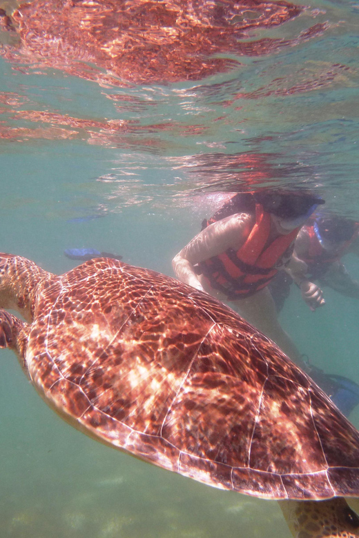 Sea Turtle Tour - Key Points