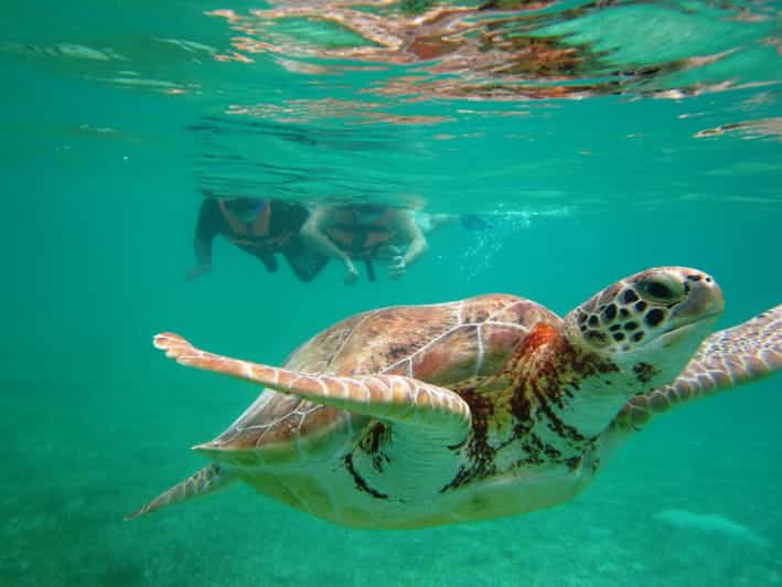 Sea Turtle Tour - Experience Details