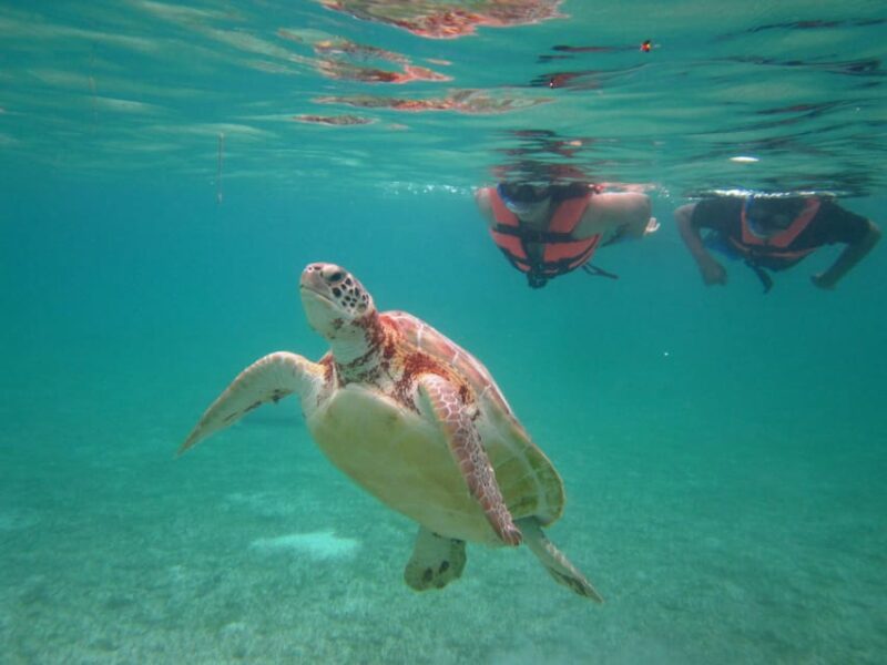 Sea Turtle Tour - Participant Guidelines