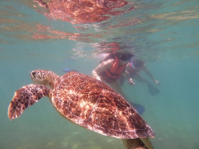 Sea Turtle Tour - Preparing for the Tour