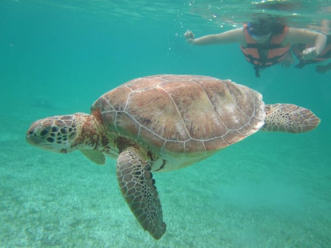 Sea Turtle Tour - Additional Information