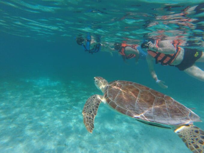 Sea Turtle Tour - Frequently Asked Questions