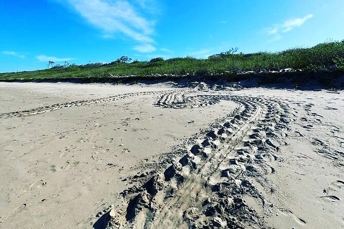 Sea Turtle Watching Tour Near Playa Grande - Key Points