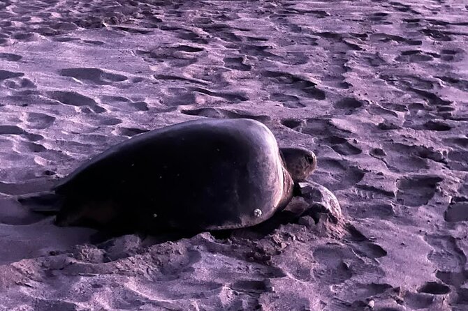 Sea Turtle Watching Tour Near Playa Grande - Exploring Playa Grande