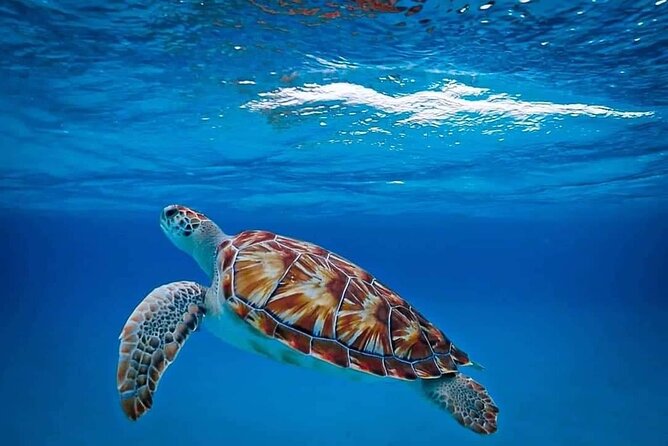 Sea Turtles and Blue Room Adventurous Powerboat Tour - Snorkeling at Playa Lagun
