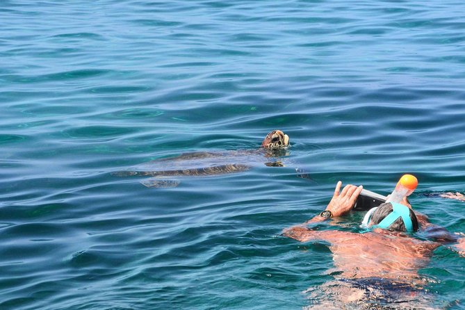 Sea Turtles and Snorkeling - Key Points