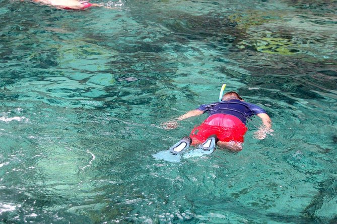 Sea Turtles and Snorkeling - Communication and Timeliness Issues