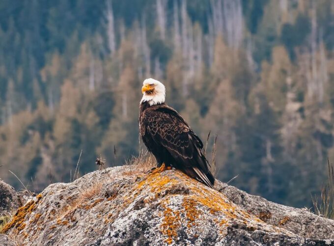 Sea Vancouver: City and Waterfall Sightseeing RIB Tour - Booking and Cancellation