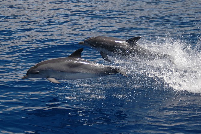 Seaborn Catamaran Trips - Pricing and Cancellation Policy