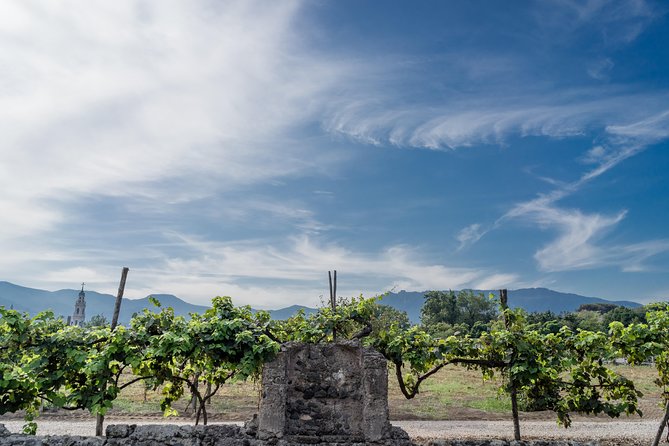 Seafood Lunch With Wine Tasting & Tour on a Golf Cart - Culinary Details
