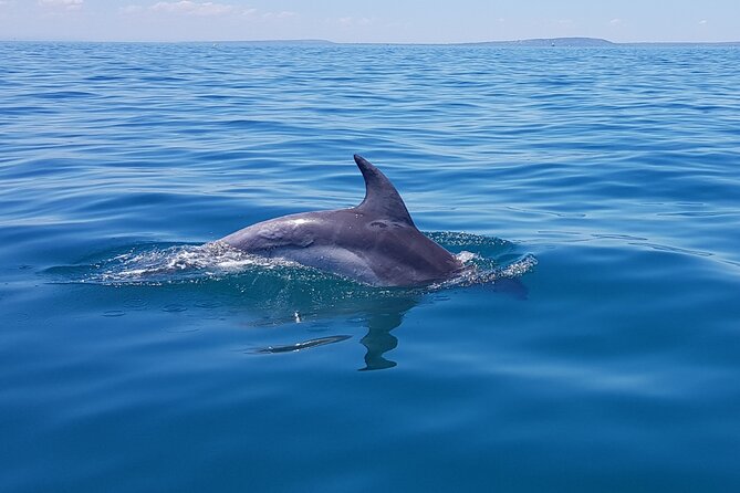 Seal and Dolphin Watching Eco Boat Cruise Mornington Peninsula - Tour Inclusions and Exclusions