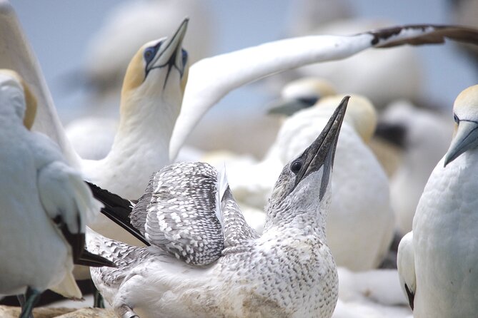 Seal and Dolphin Watching Eco Boat Cruise Mornington Peninsula - Participant Guidelines and Recommendations