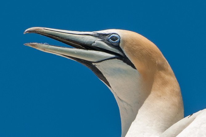 Seal and Dolphin Watching Eco Boat Cruise Mornington Peninsula - Travel Information and Reviews
