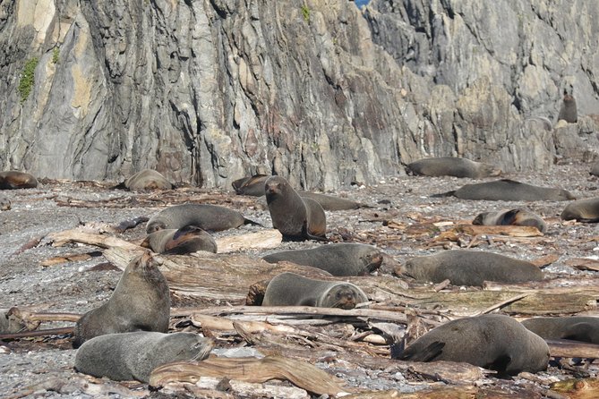 Seal Coast Safari Tour by 4WD - Scenic Coastal Drives