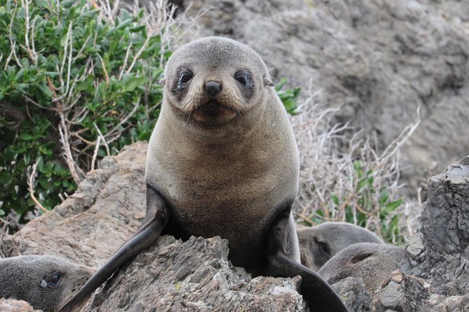 Seal Coast Safari Tour by 4WD - Wildlife Encounters