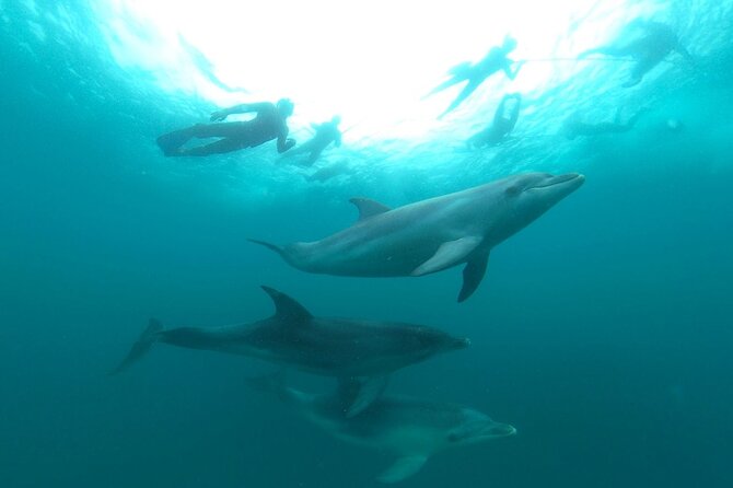 Seal & Dolphin Swim Tour - Additional Details
