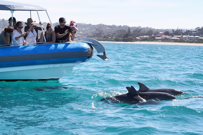 Seal Island Boat Tour From Victor Harbor - Highlight: Seal Rock