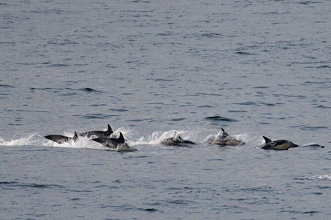 Seal Island Cruise Tour - Reviews and Ratings