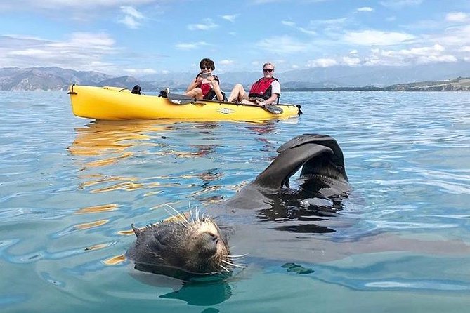 Seal Kayaking Adventure in Kaikoura - Unique Seal Spotting Opportunities