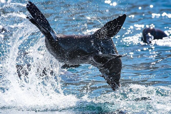 Seal Snorkeling Experience in Cape Town - Cancellation and Refund Policy
