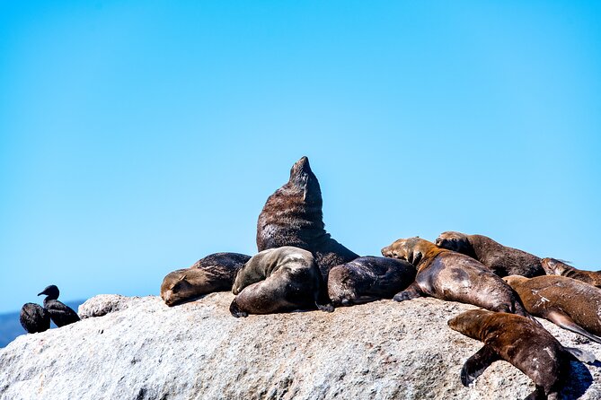 Seal Snorkeling Experience in Cape Town - Preparing for the Snorkeling