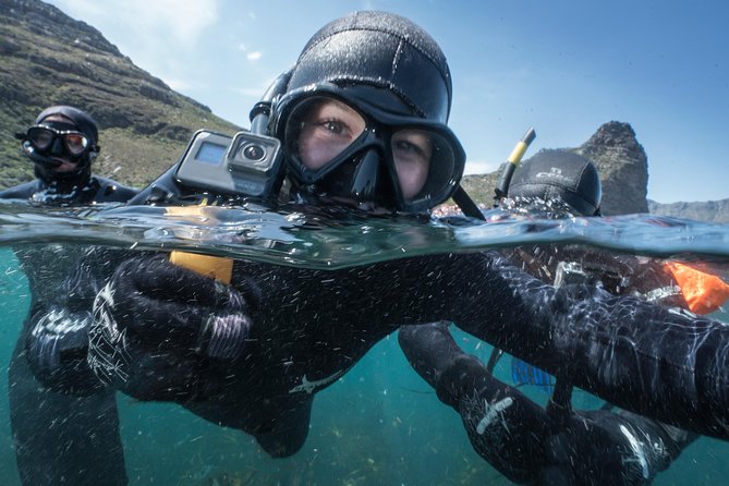 Seal Snorkeling With Animal Ocean in Hout Bay - Location and Directions