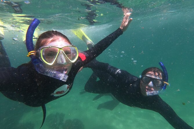 Seal Swimming Activity in Plettenberg Bay - Location and Meeting Point