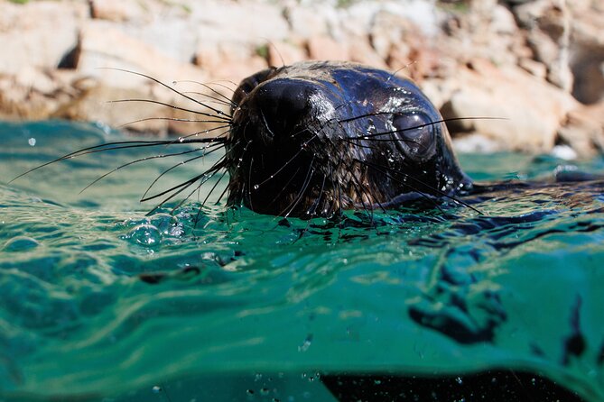 Seal Swimming Activity in Plettenberg Bay - Reviews