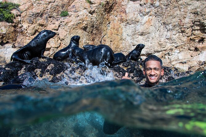 Seal Swimming Activity in Plettenberg Bay - Navigation to Meeting Point