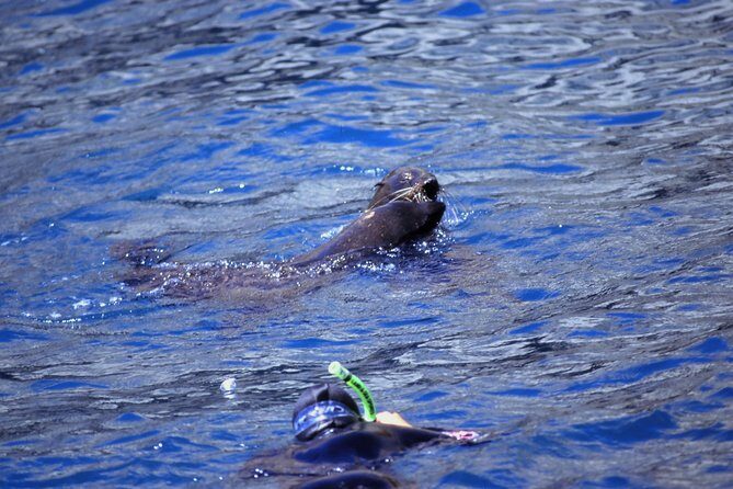 Seal Swimming Tour from Kaikoura - An In-Depth Look at the Kaikoura Seal Swimming Tour