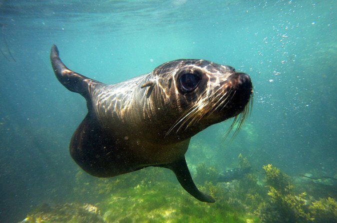 Seal Swimming Tour from Kaikoura - Final Thoughts