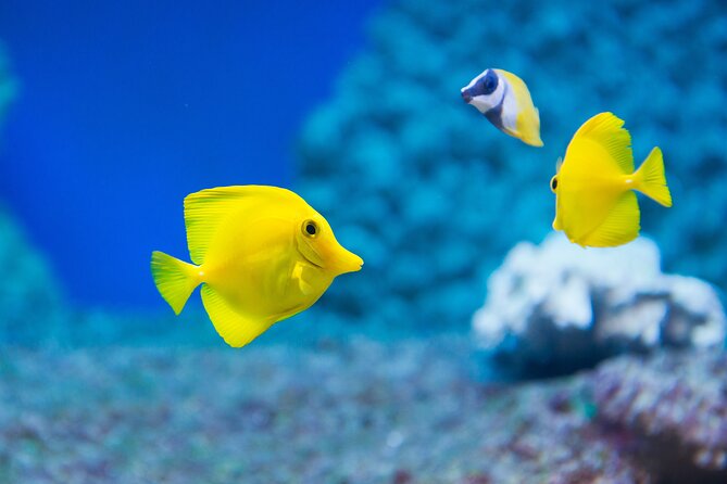 Sealife Benalmadena Entrance Ticket - Overview and Key Features