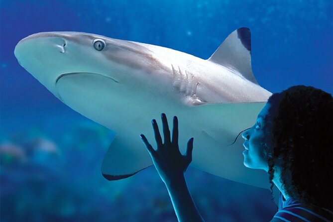 Sealife Benalmadena Entrance Ticket - Visitor Ratings and Feedback