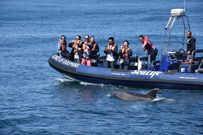 Sealife Sea Safari, Dolphin Watching With Marine Biologists Lagos - Highlights of the Experience