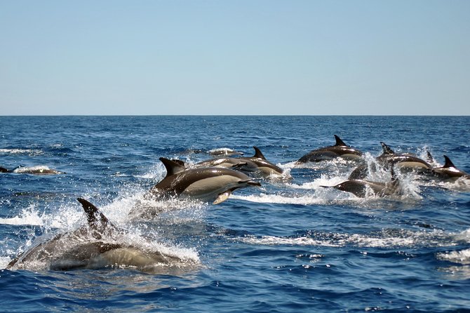 Sealife Sea Safari, Dolphin Watching With Marine Biologists Lagos - What to Expect Onboard