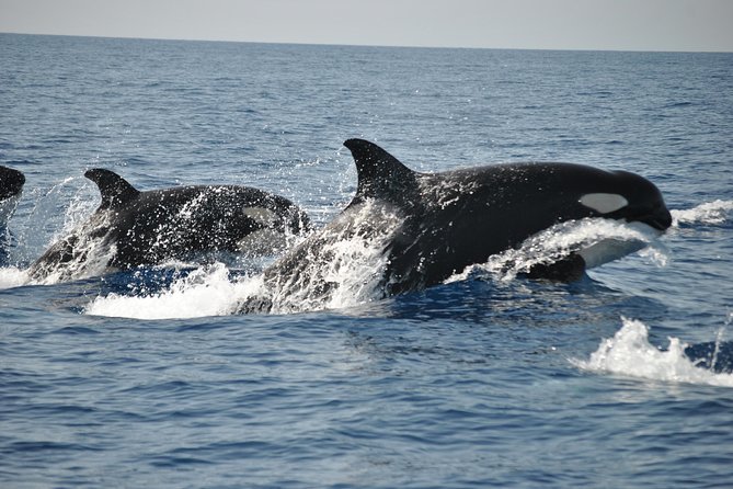 Sealife Sea Safari, Dolphin Watching With Marine Biologists Lagos - Meeting Point and Getting There